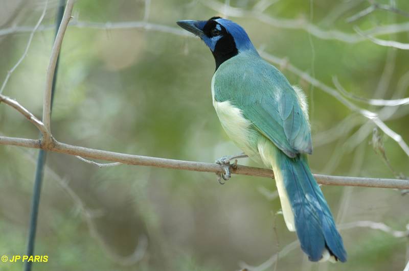 Cyanocorax yncas